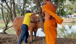 ครอบครัวปศุสัตว์นครปฐม โครงการฉีดวัคซีนป้องกันโรคปากและเท้าเปื่อยและโรคเฮโมรายิกเซพติกซีเมีย รอบที่ 1 ปีงบประมาณ พ.ศ.2568